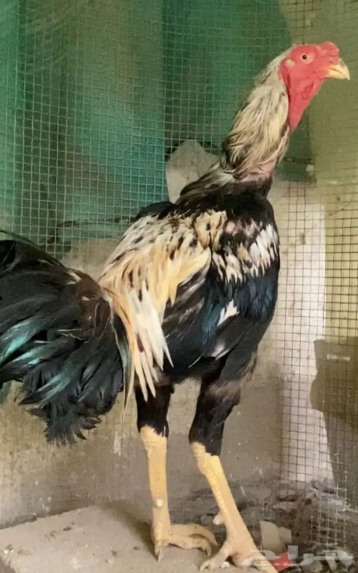 دجاج ديك فارسي الباحه 1 0 50 880 4617 1