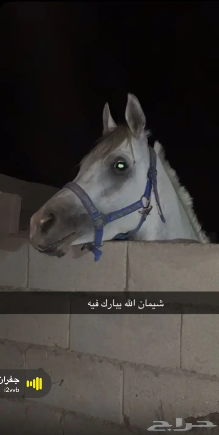 حصان شعبي 1