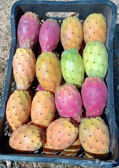 مزارع خبرة بالزراعة 5
