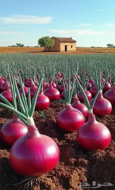 مزارع خبرة بالزراعة 6