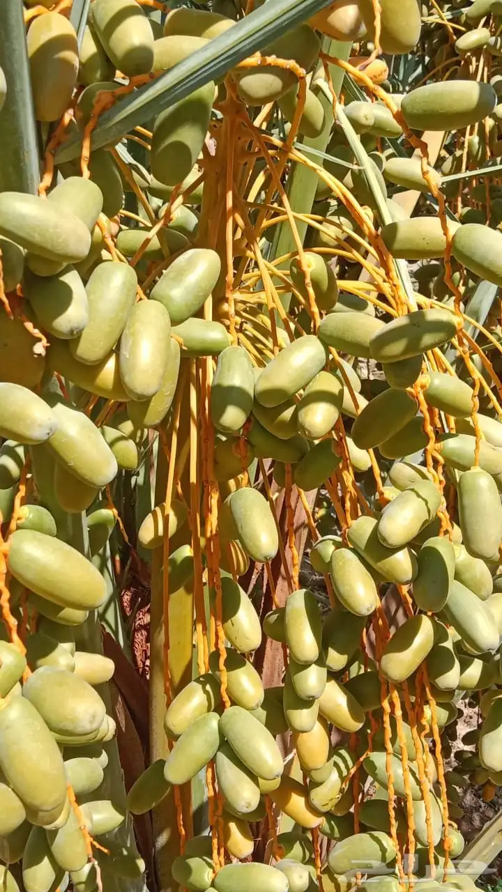 بيع ثمار النخل 1