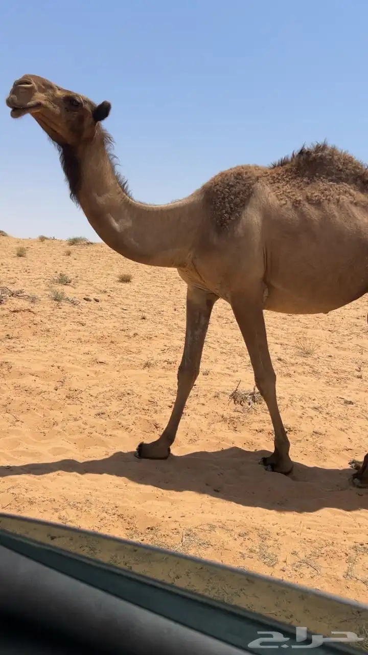 صفرا ثنيه 0