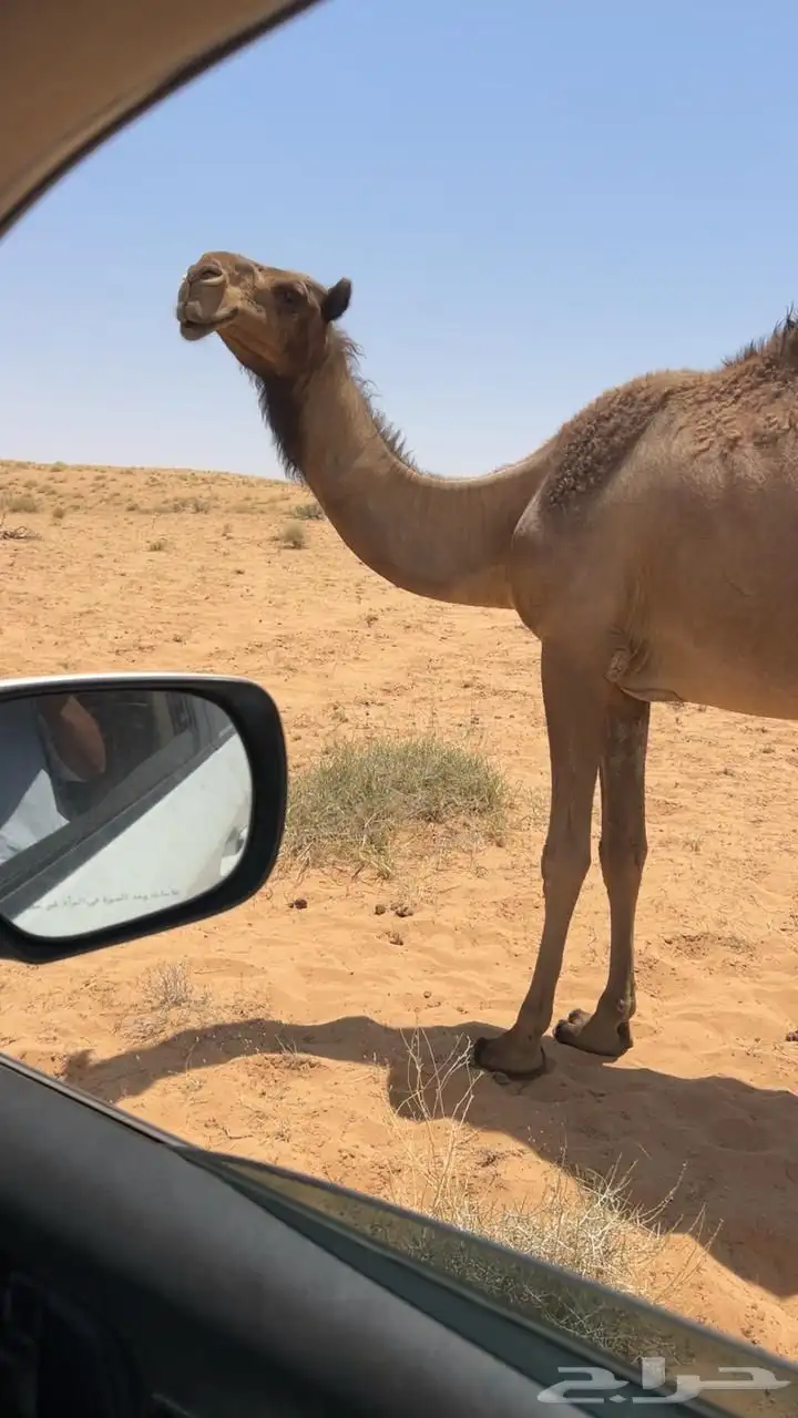 صفرا ثنيه 1