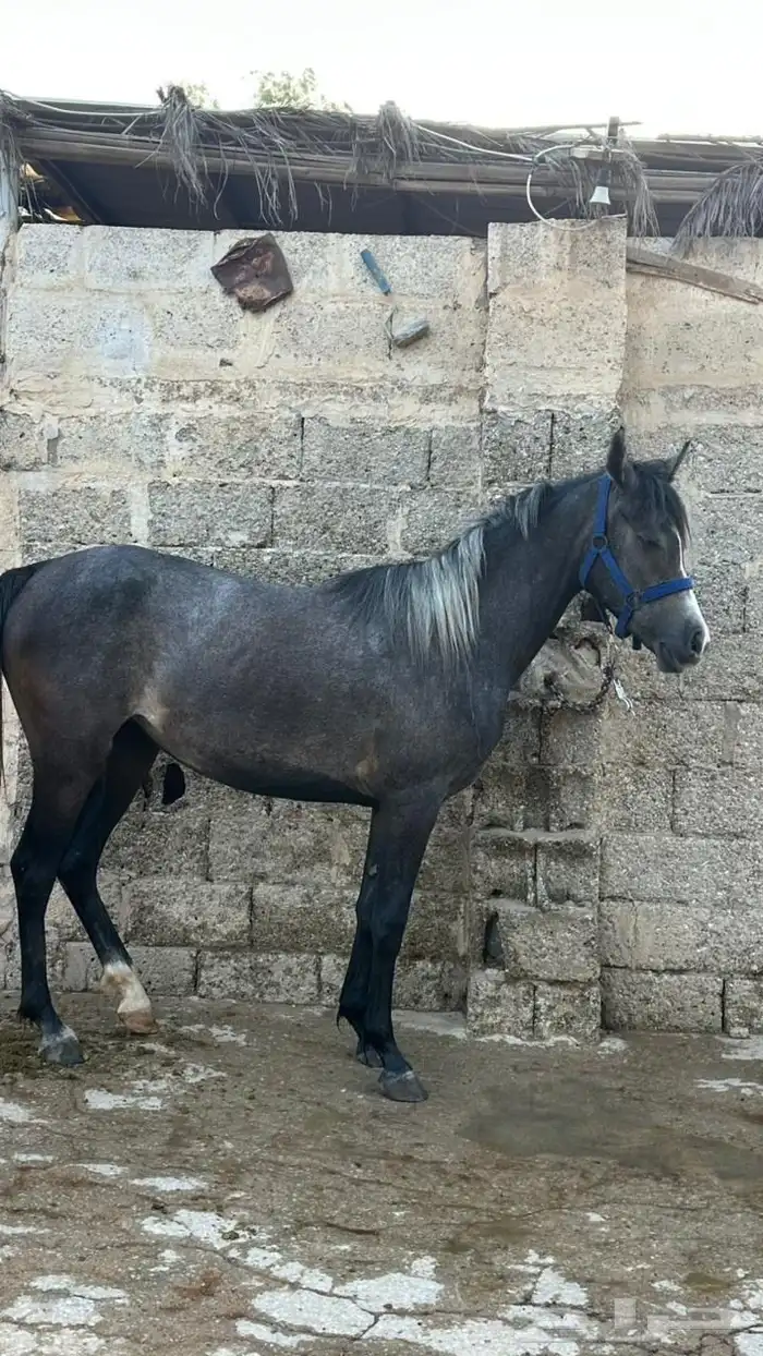 مهره شعبية 1