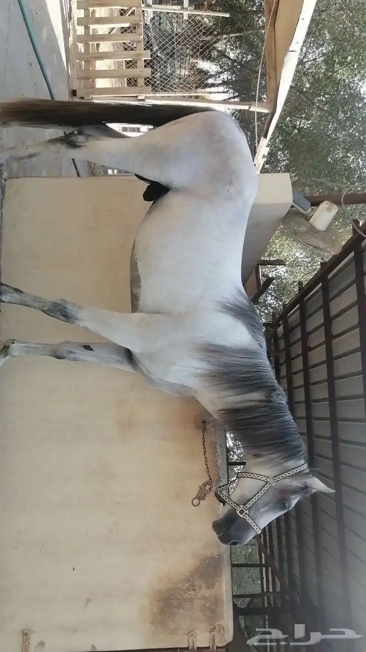 حصان فرنسي 3
