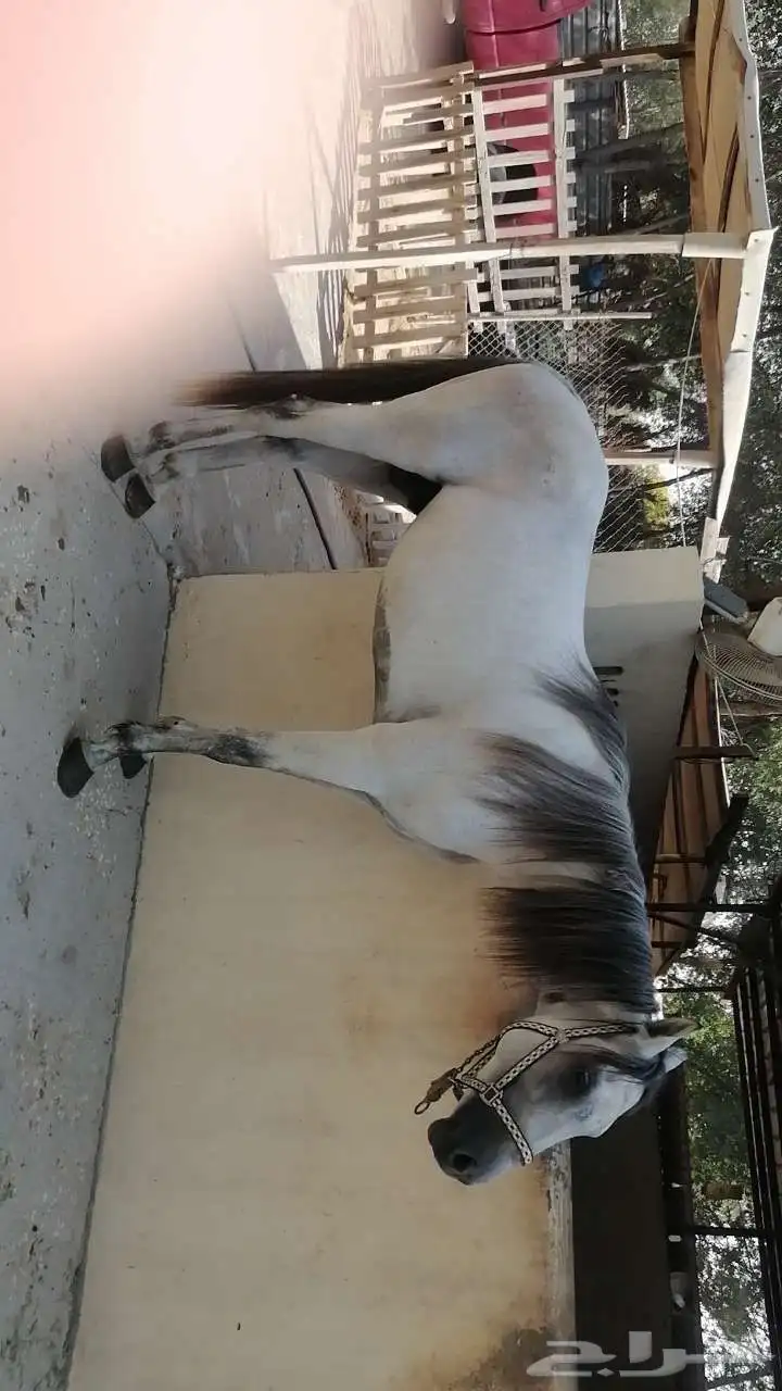 حصان فرنسي 5