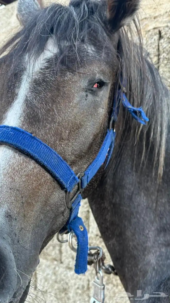 مهره شعبية 5