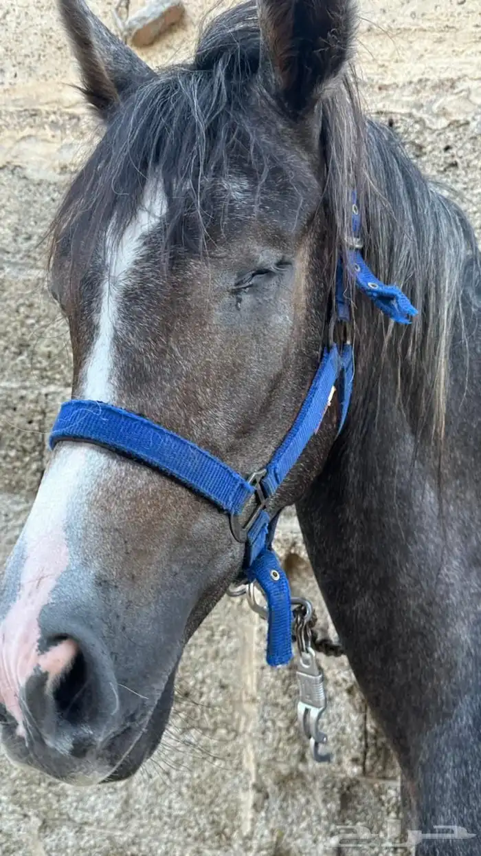 مهره شعبية 4