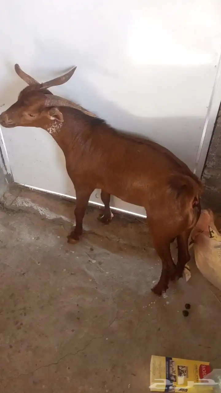 تيوس جذعان بلدي 0