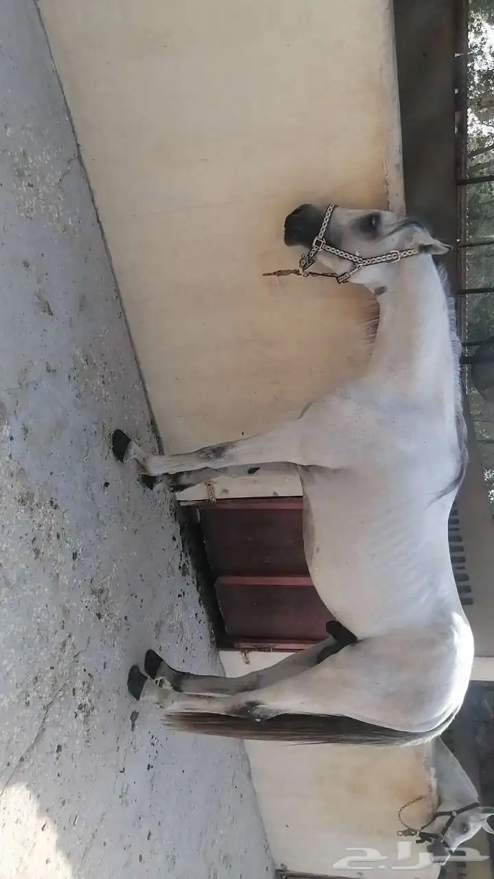 حصان فرنسي 4