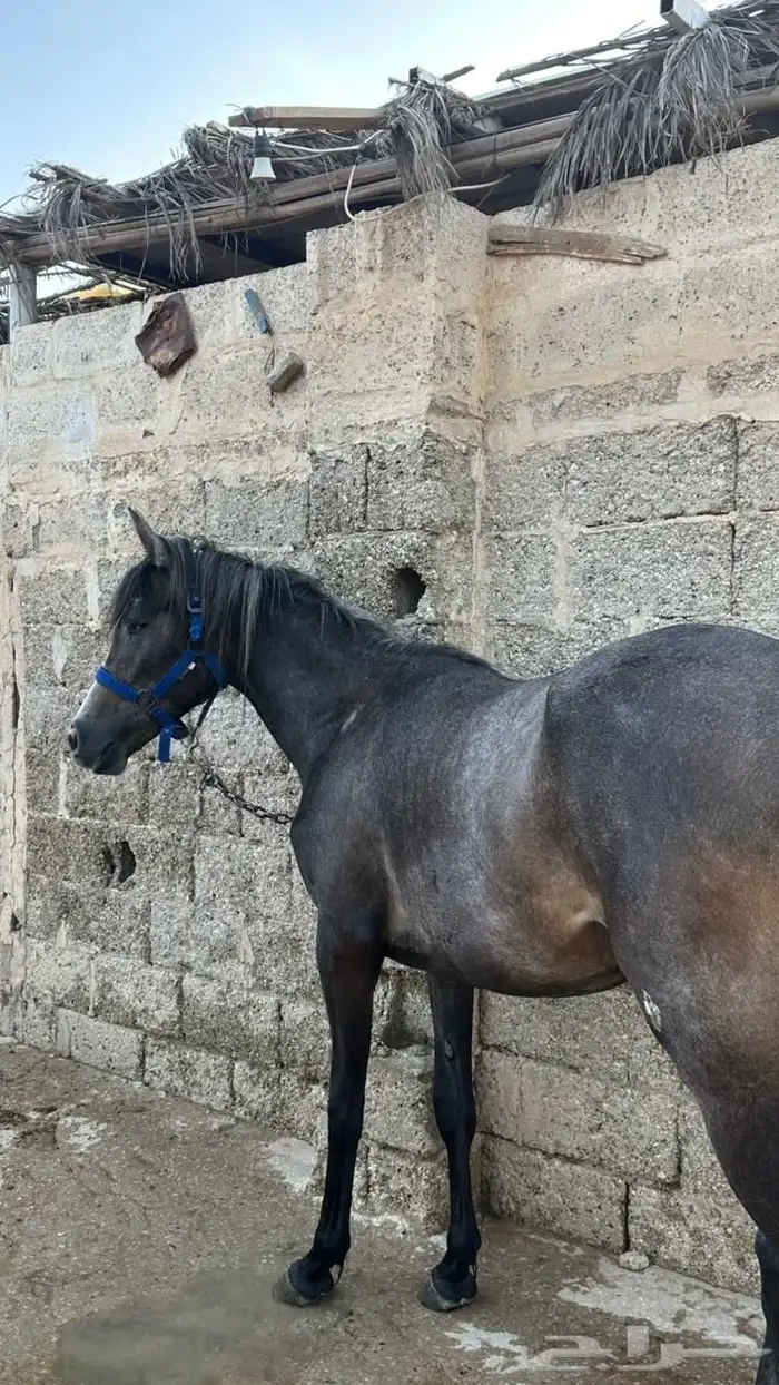 مهره شعبية 9