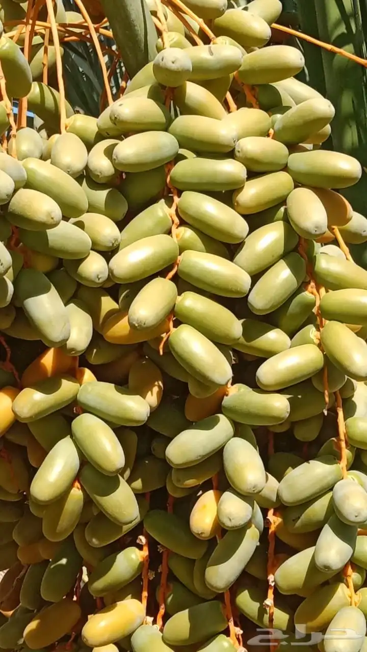 بيع ثمار النخل 4