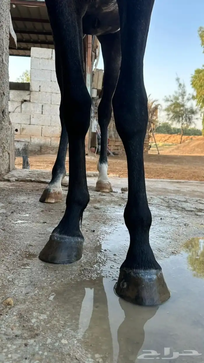 مهره شعبية 7