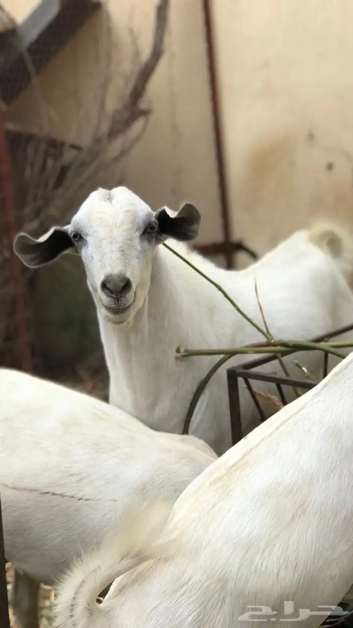 تيس 3