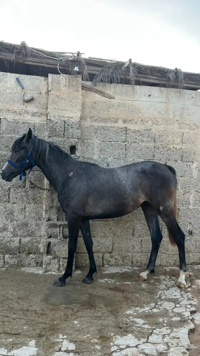 مهره شعبية 3