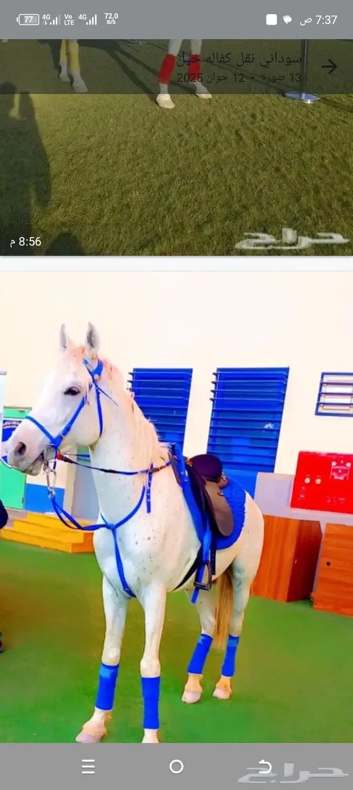 خيول للايجار باليوم أو الساعه 0