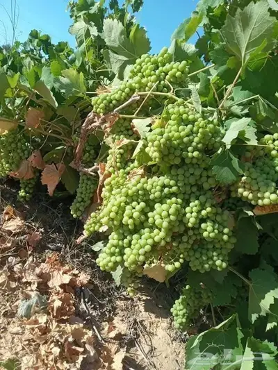 مزارع خبرة بالزراعة 10