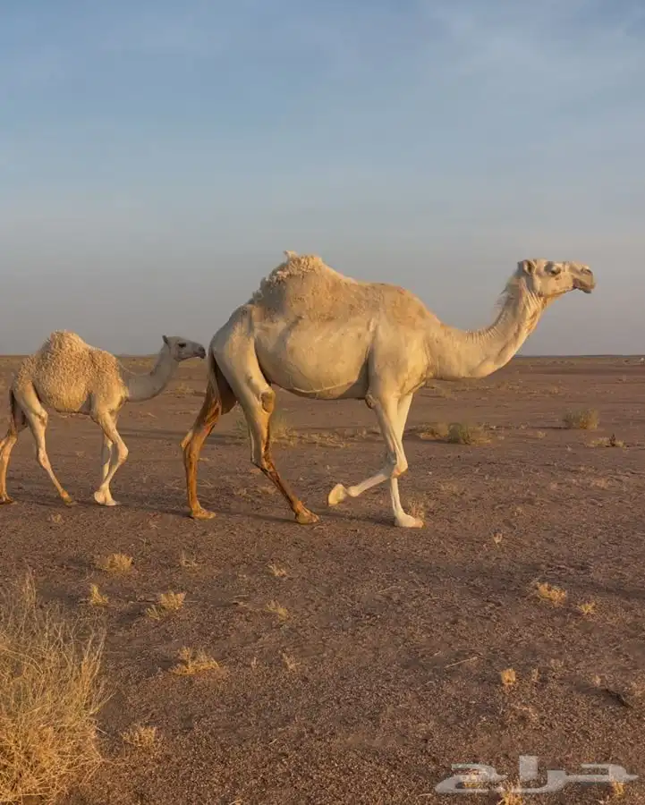 للبيع السن نصوف تحتها بكره عليانيه طبع وهداوه وحليب 1