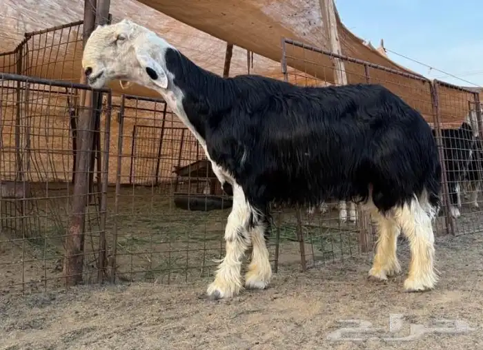 تم البيع 1
