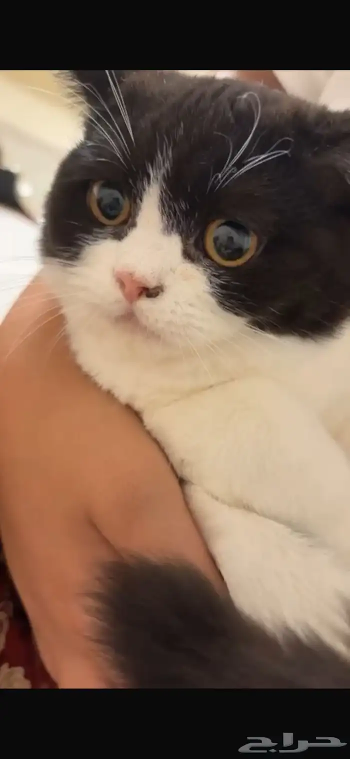 بسه للتبني الموقع المدينه 0