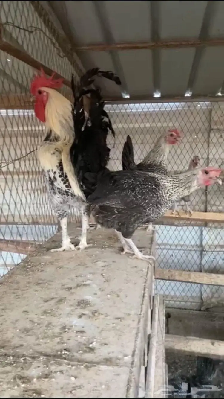 فيومي شبابي منتج للبيع 0