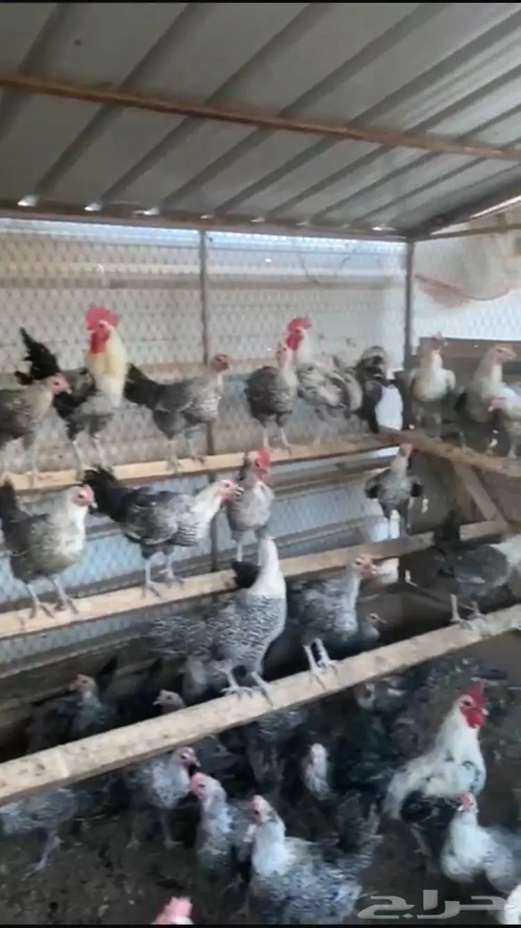 فيومي شبابي منتج للبيع 1