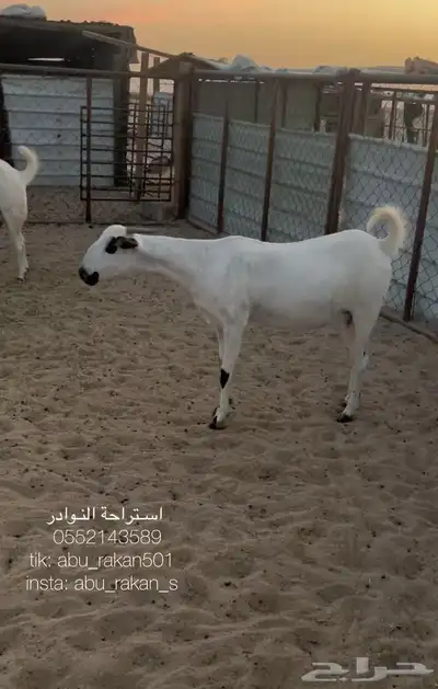 عنز بيشيه كحلا 0