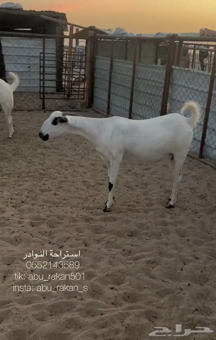 عنز بيشيه كحلا 0