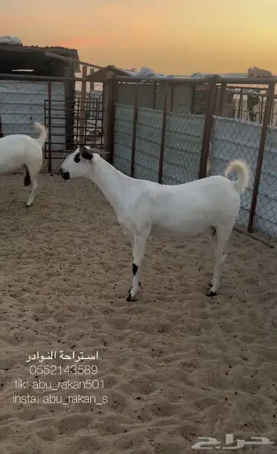 عنز بيشيه كحلا 1