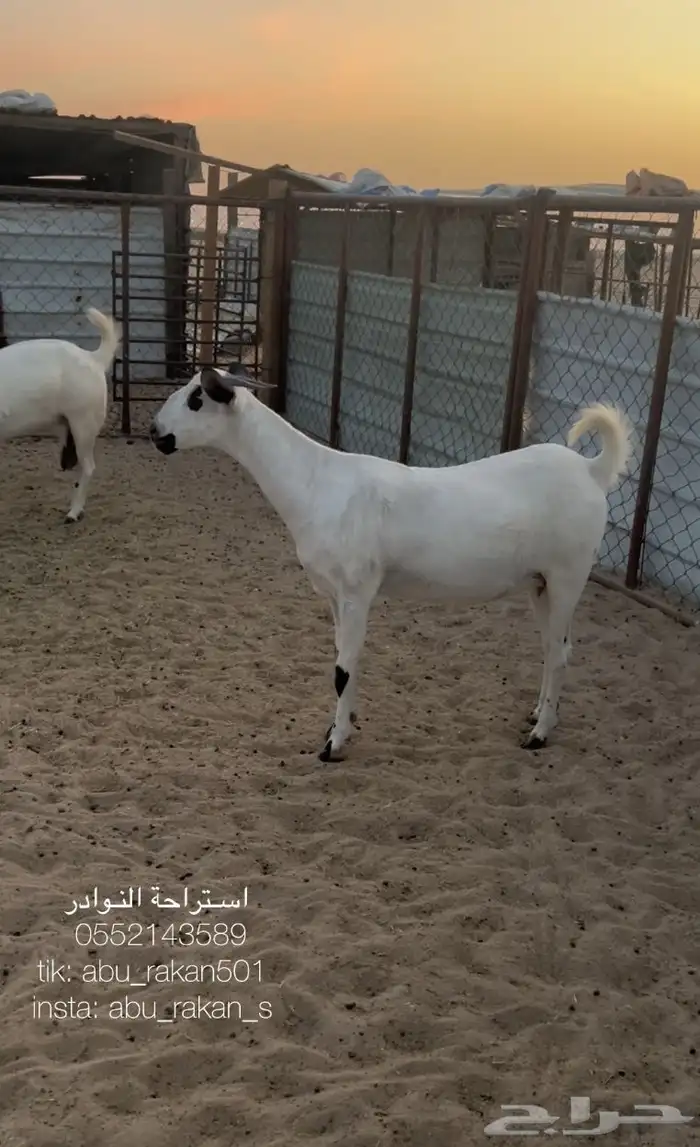 عنز بيشيه كحلا 1