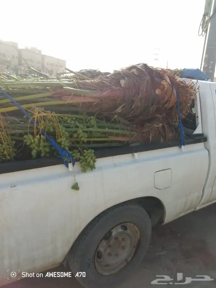 يوجد لدينا جميع انواع النخيل المثمر البيع وسعر مناسب 4