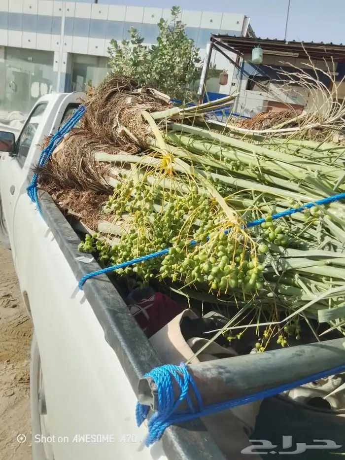 يوجد لدينا جميع انواع النخيل المثمر البيع وسعر مناسب 2