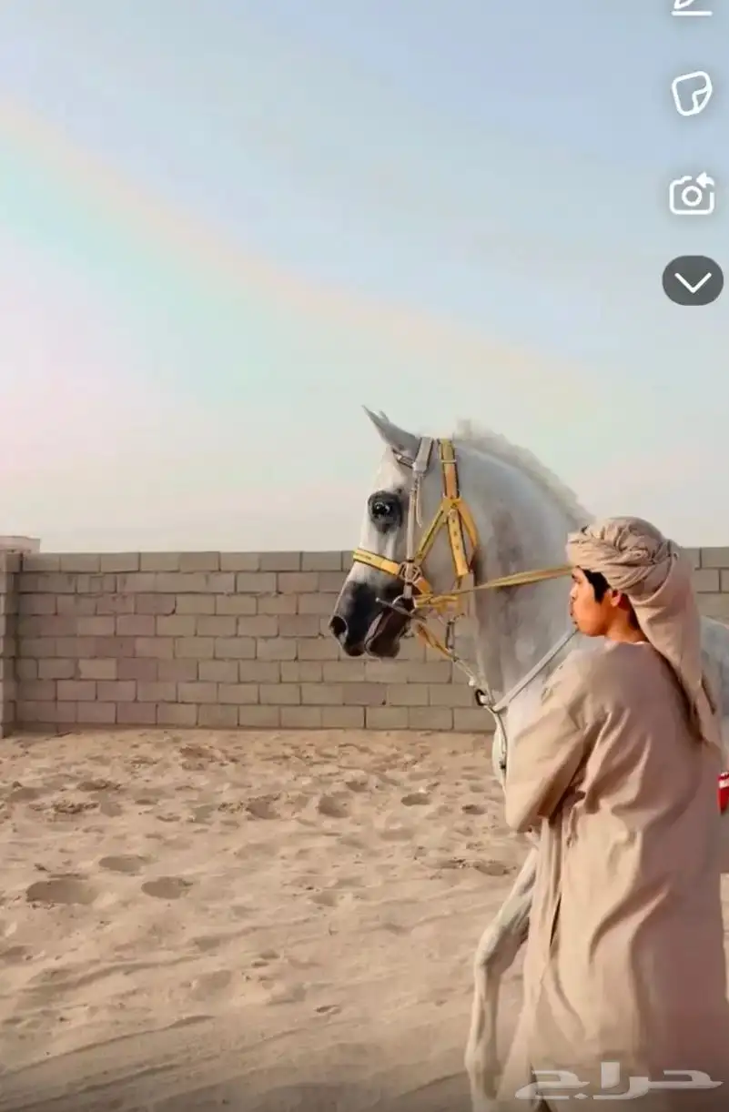 حصان شعبي 0