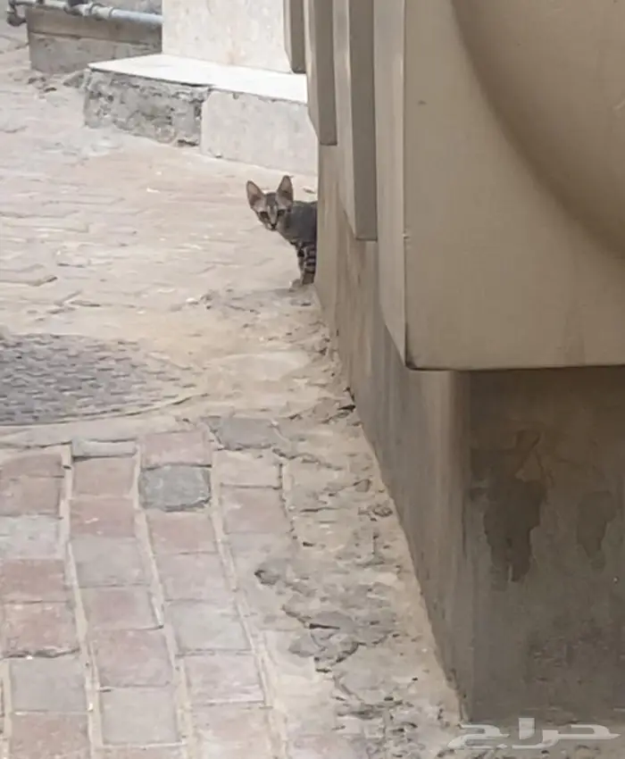 قط منزل للتبني 2