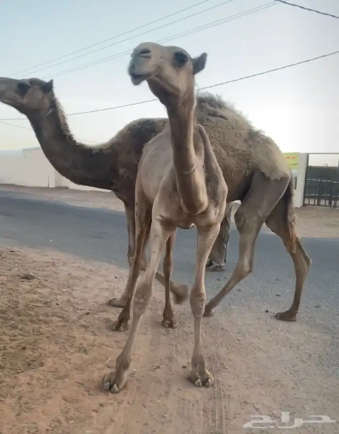 مفروده طيبه بيع 5500 تم البيع 5
