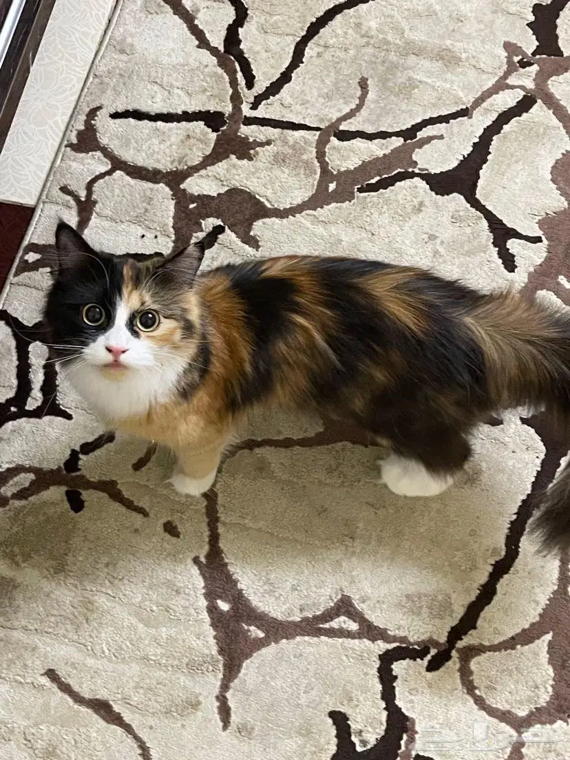 قطط 1