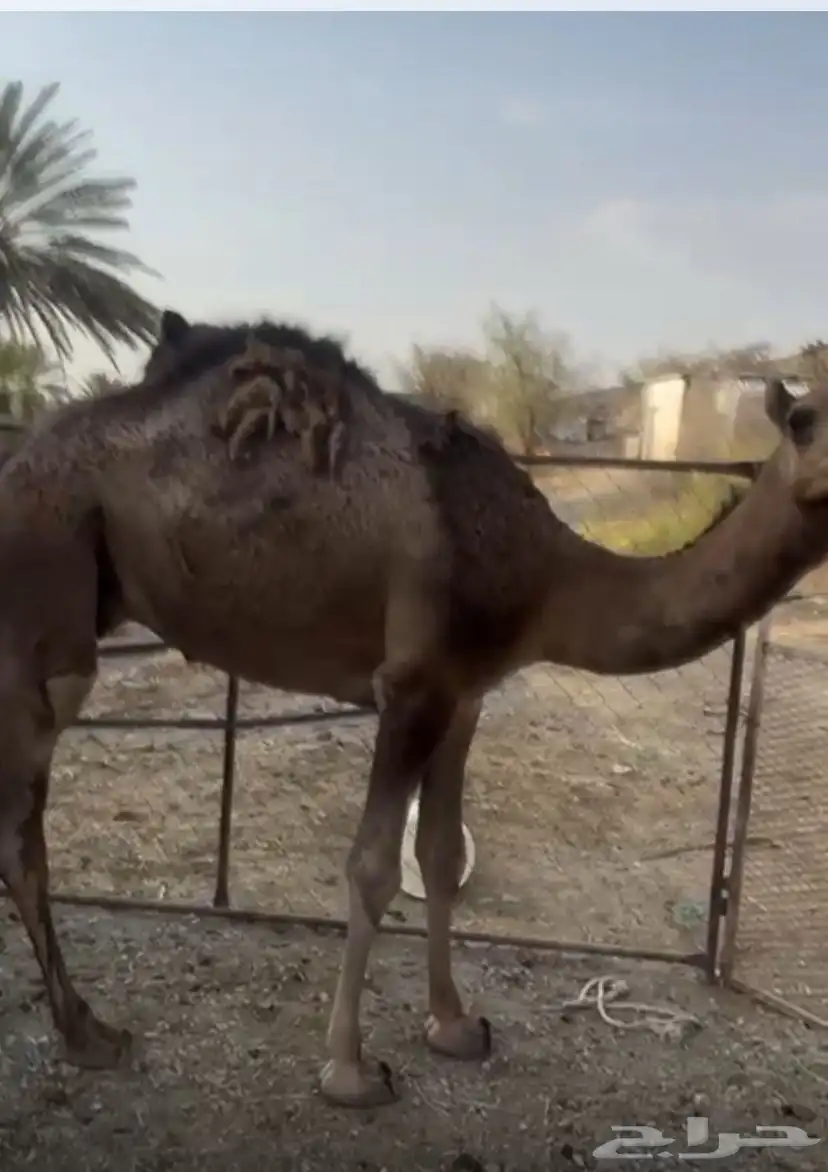 قعدان مفاريد 1
