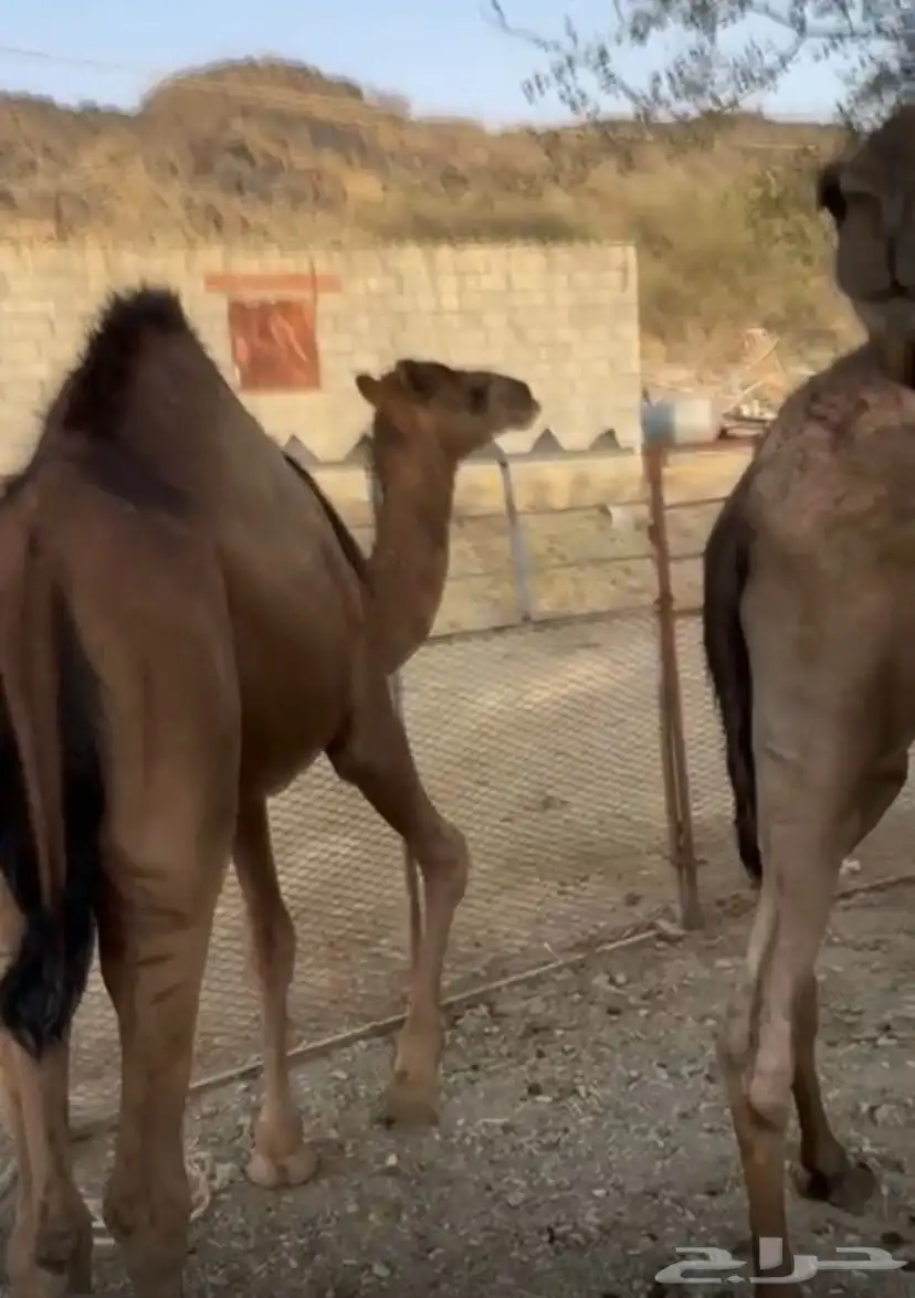 قعدان مفاريد 0