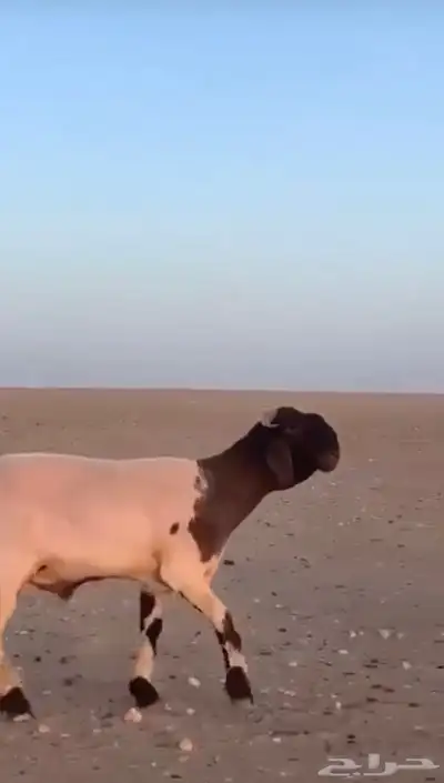 قصاص غنم نضيف 0