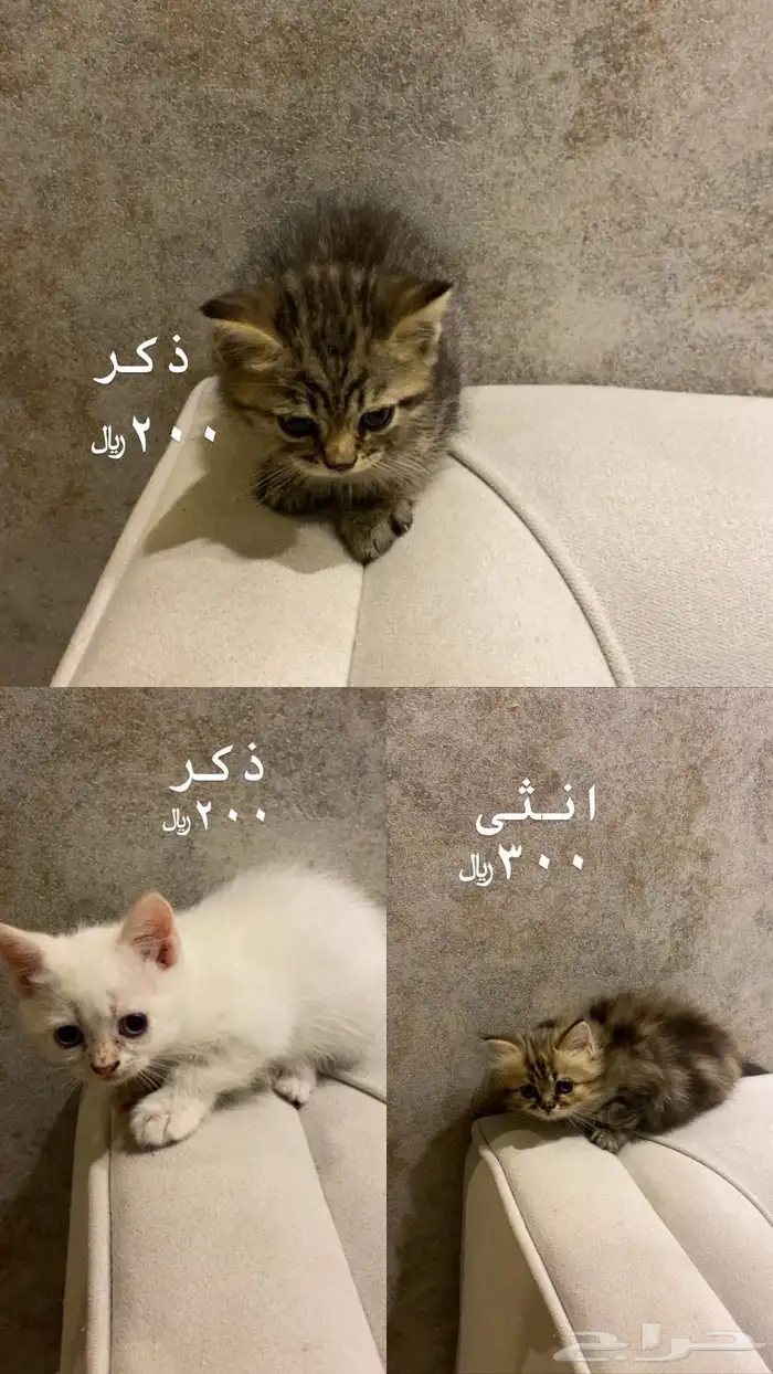 قطط 0