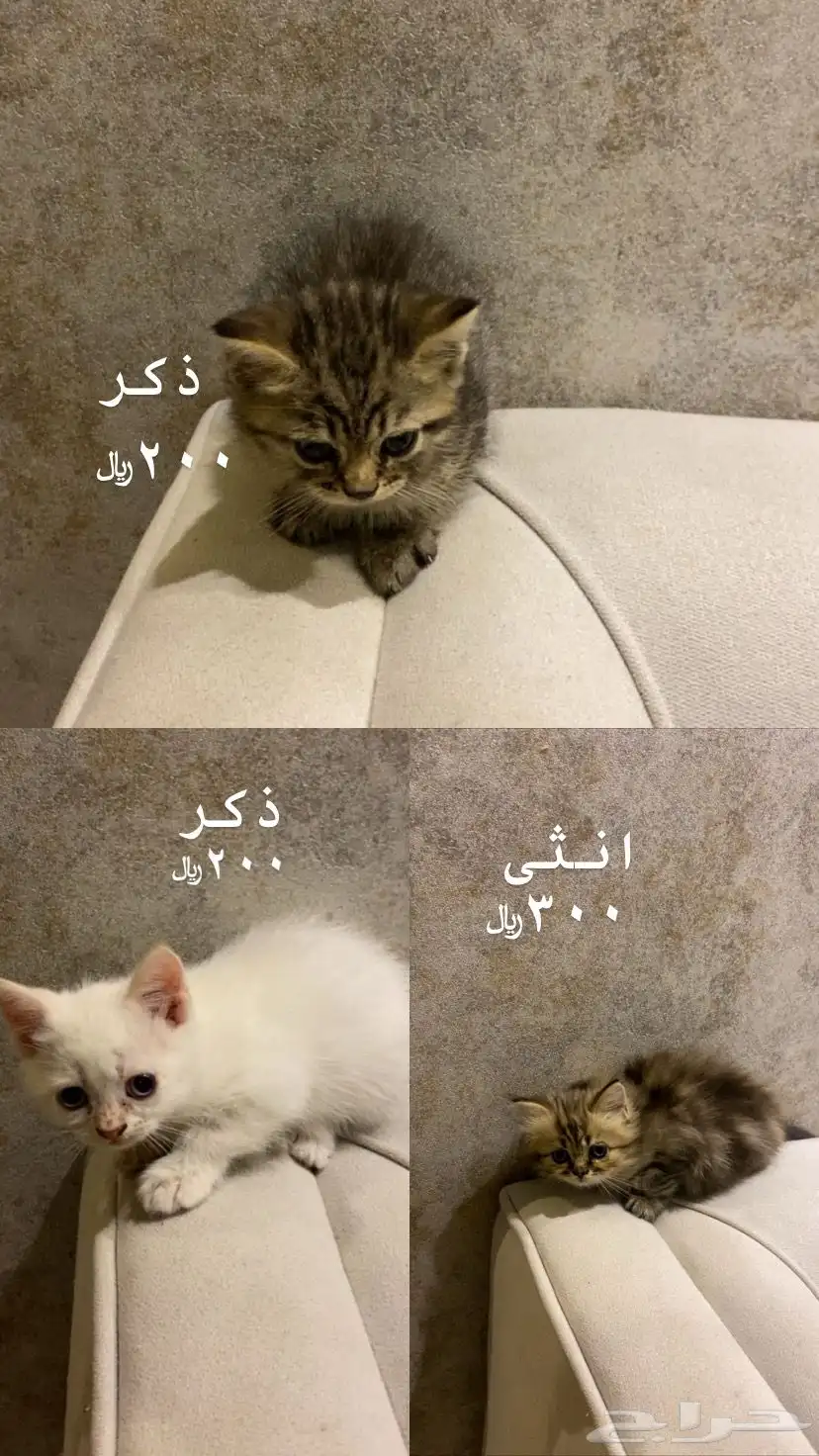 قطط 0