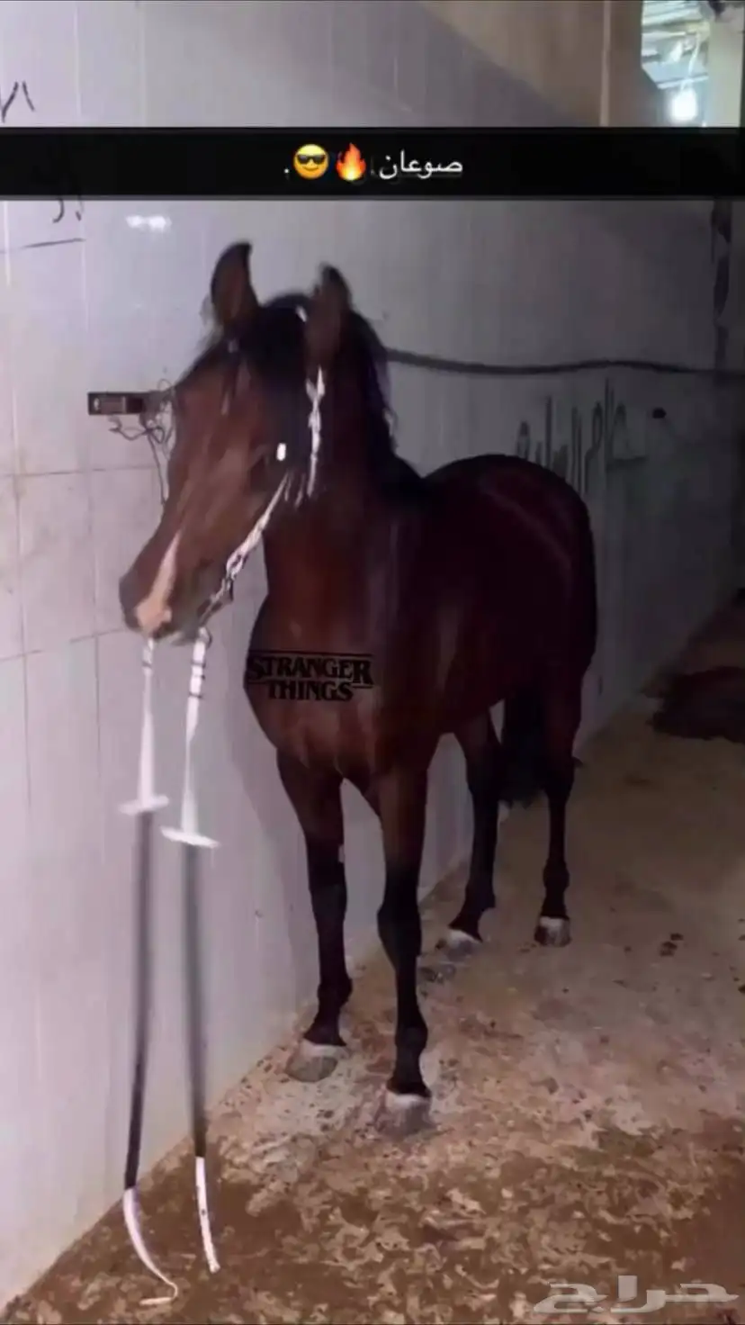 خيل 0