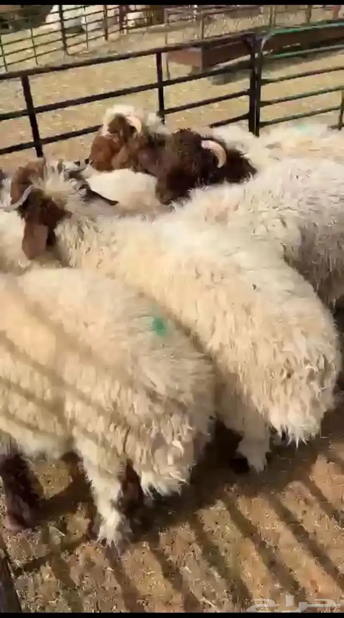 ذبايح على الطلب ناهيات 0