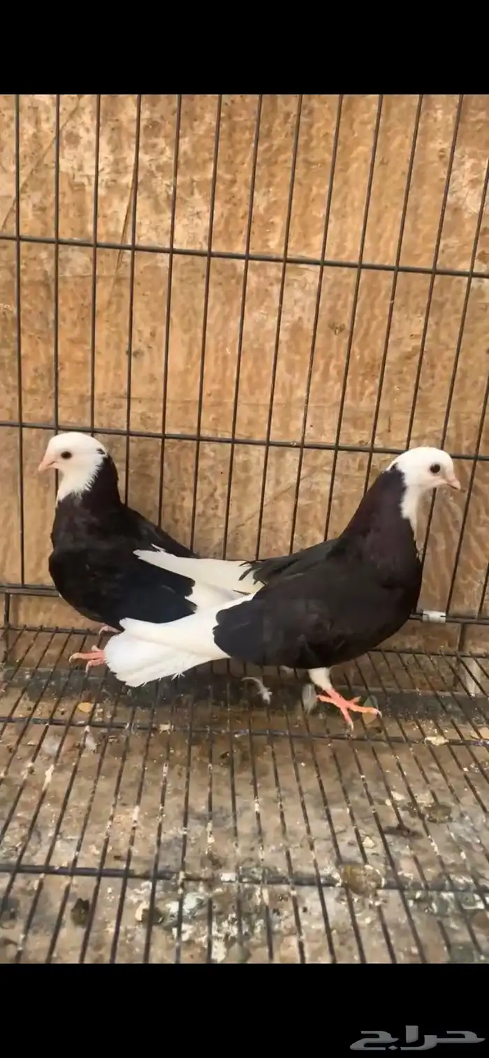 حمام دونك اليوناني 0