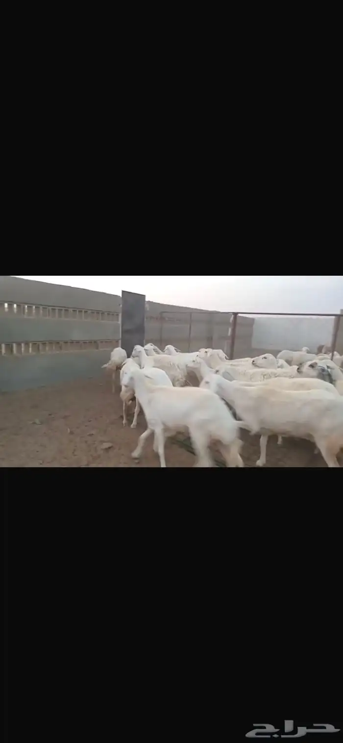 غنم للبيع 3