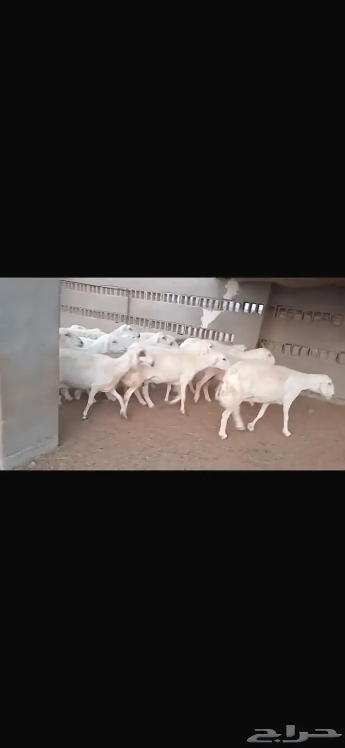 غنم للبيع 4