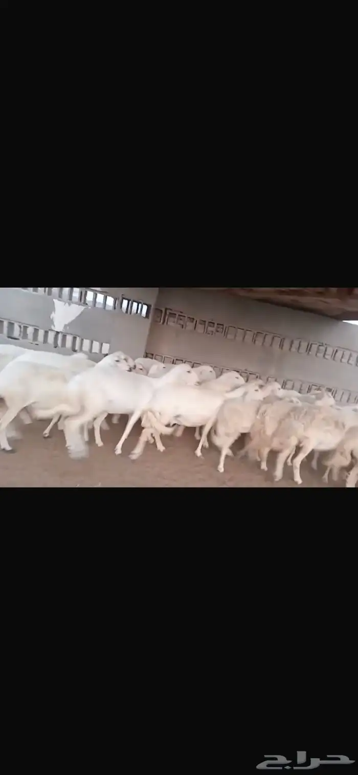 غنم للبيع 0