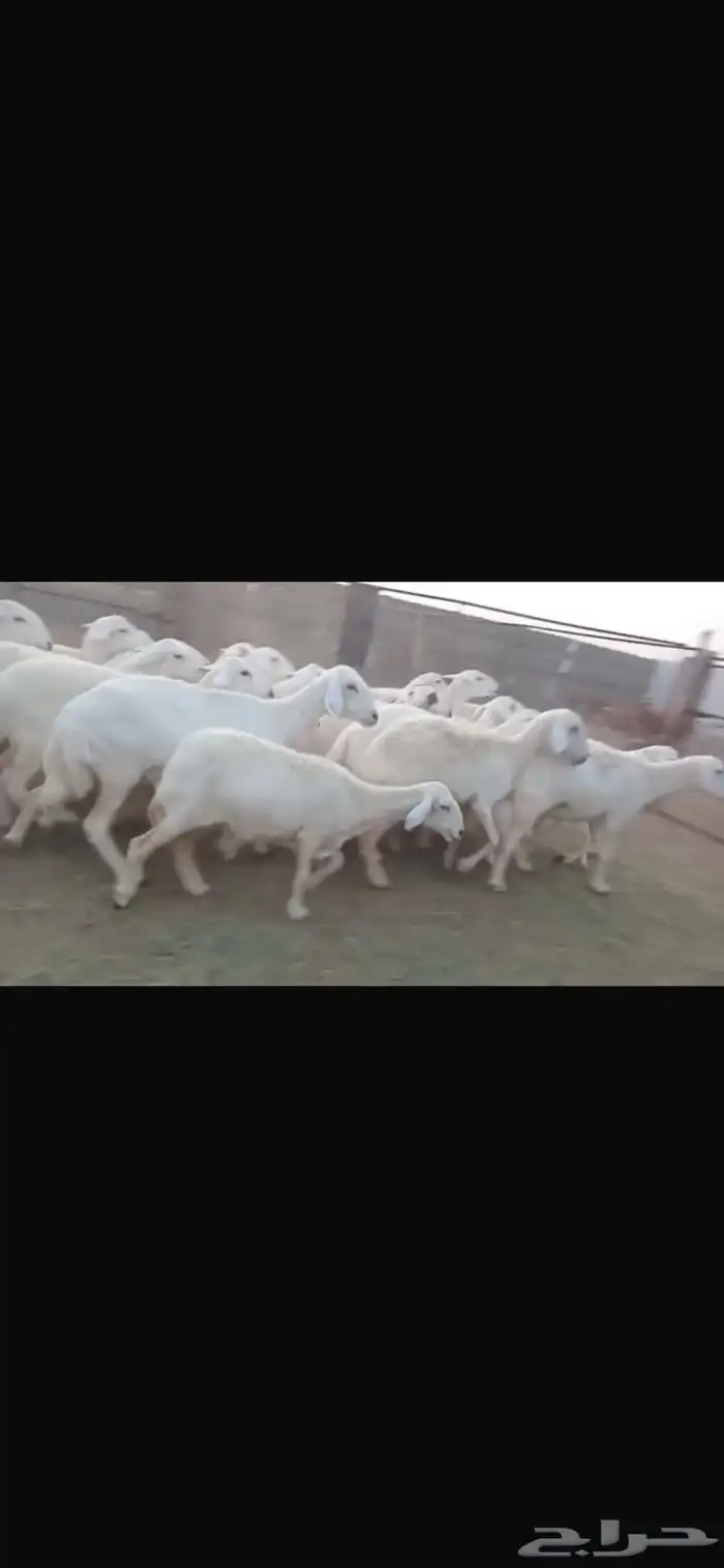 غنم للبيع 1