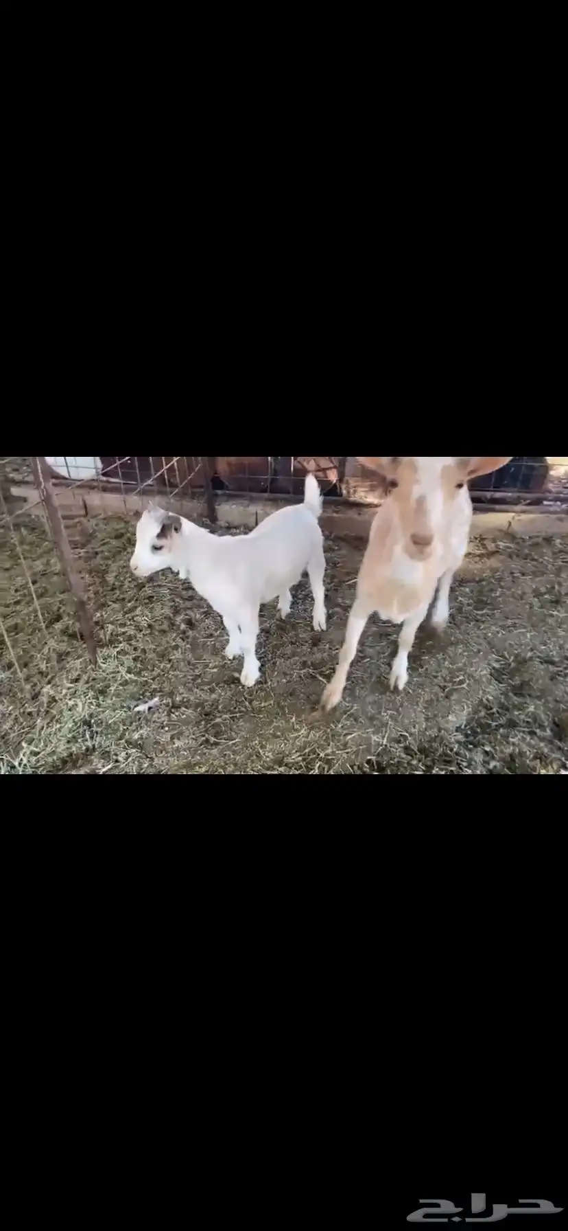 للبيع 1