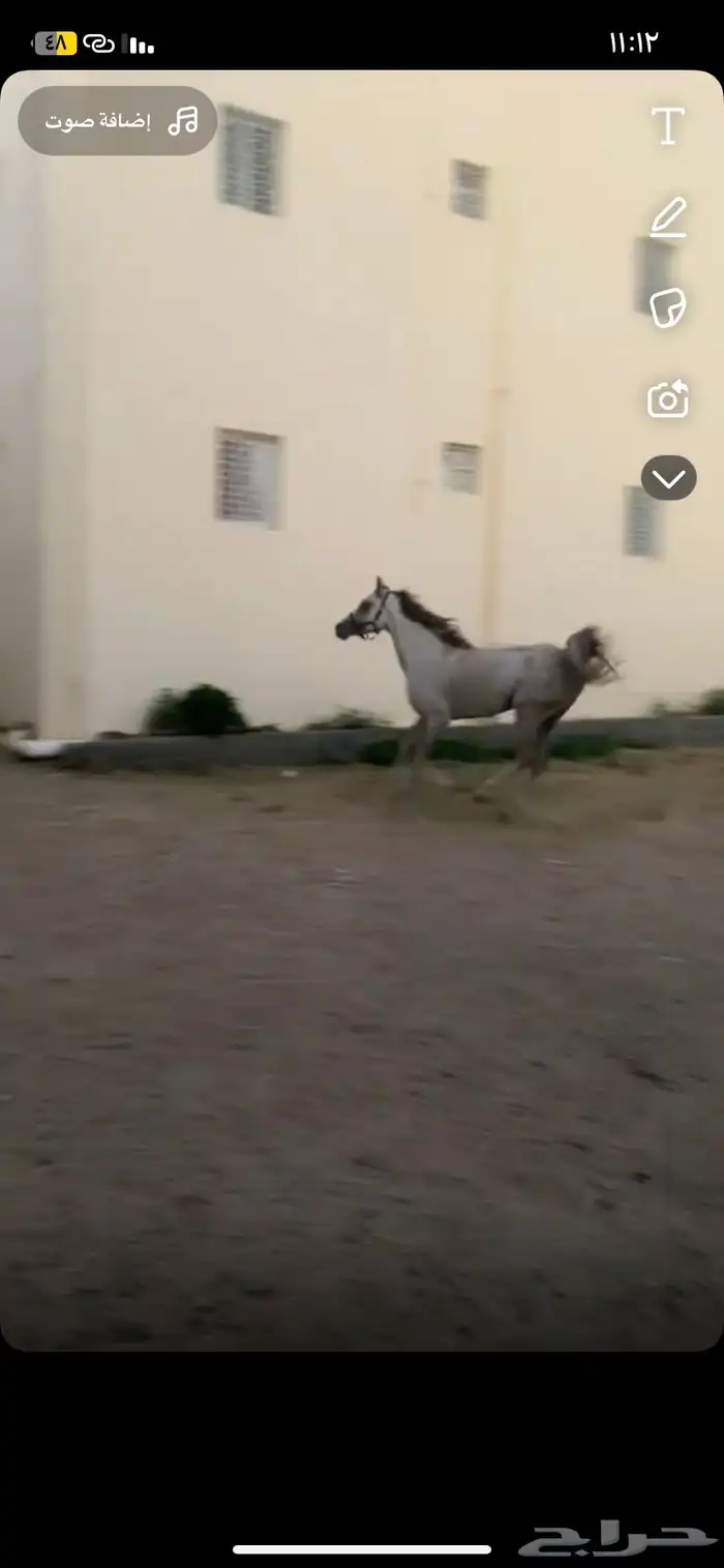 حصان عربي تم البيع 3